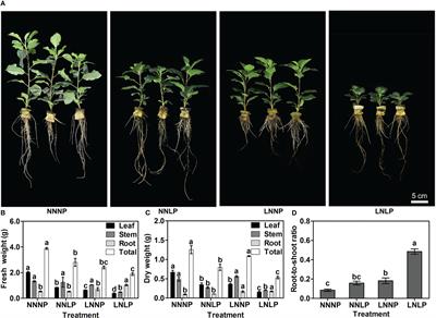 Comparative physiological, metabolomic, and transcriptomic analyses reveal mechanisms of apple dwarfing rootstock root morphogenesis under nitrogen and/or phosphorus deficient conditions